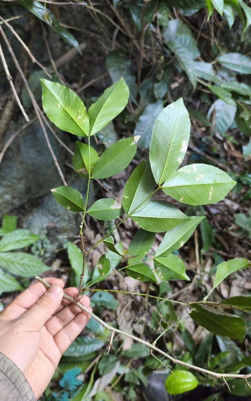 Gleditsia saxatilis