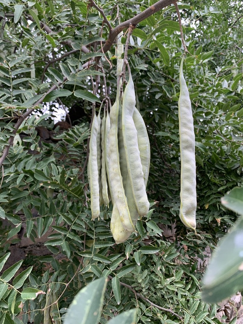Gleditsia sinensis photo 2