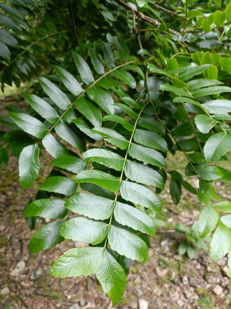 Gleditsia sinensis photo 3