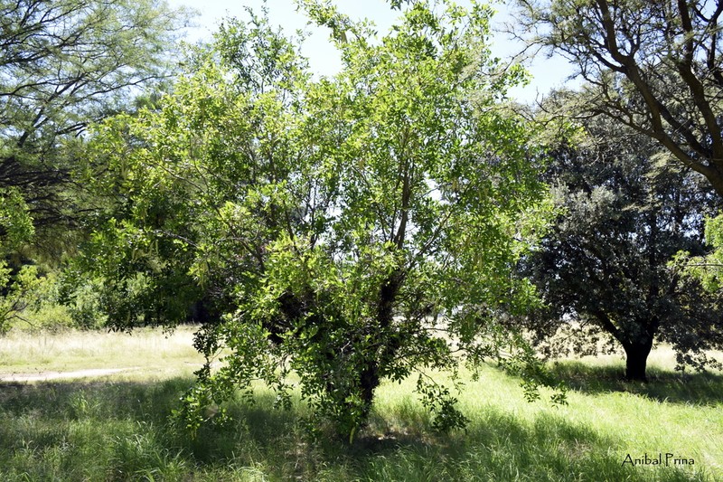 Gleditsia sinensis photo 4