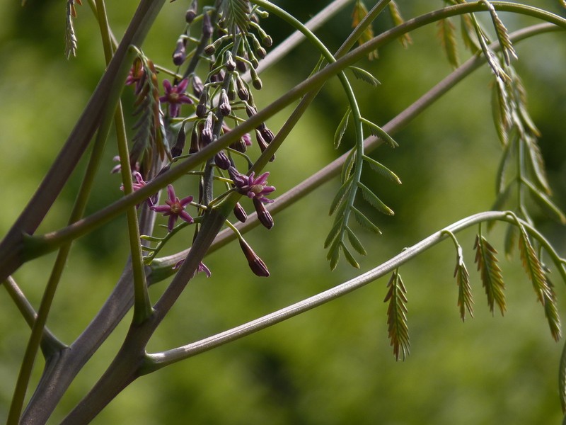 Gleditsia sinensis photo 5