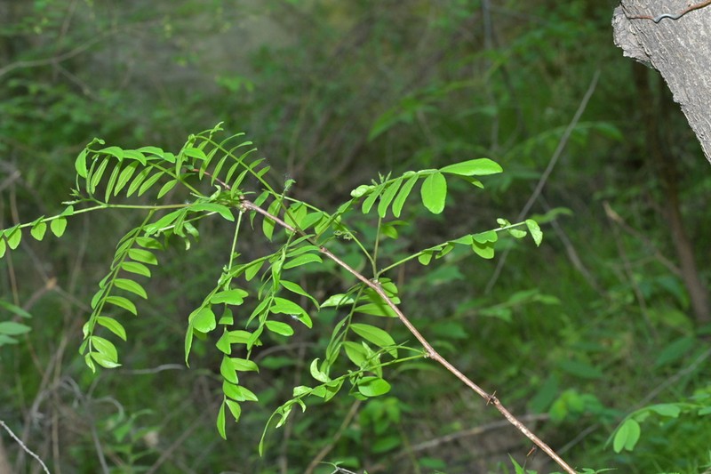 Gleditsia sinensis photo 6