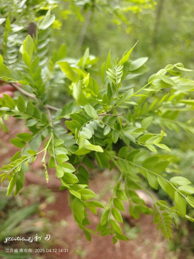 Gleditsia sinensis photo 7
