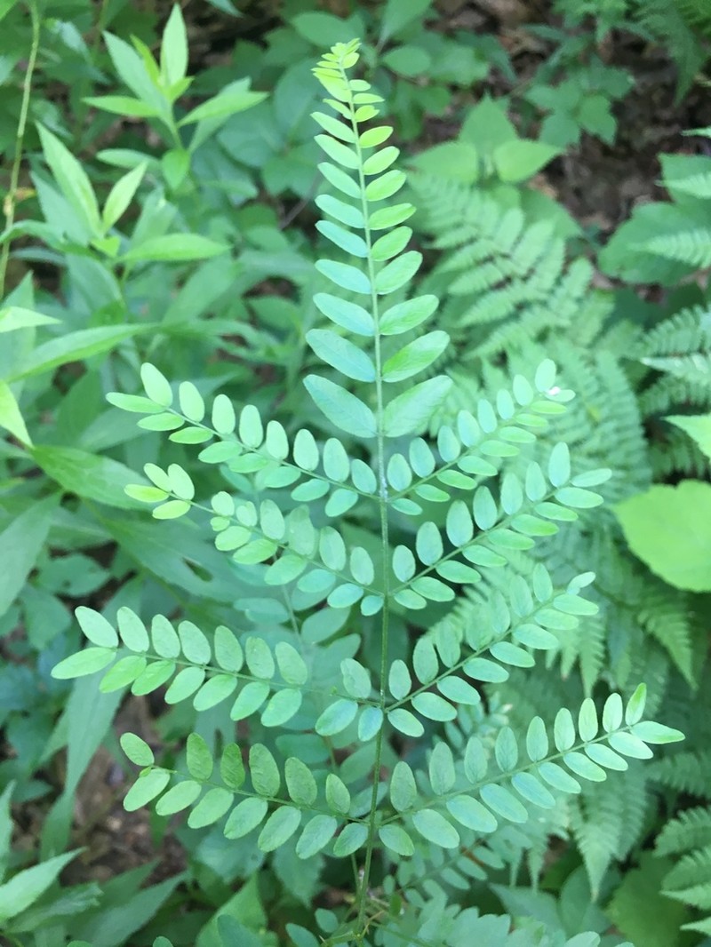 Honeylocust