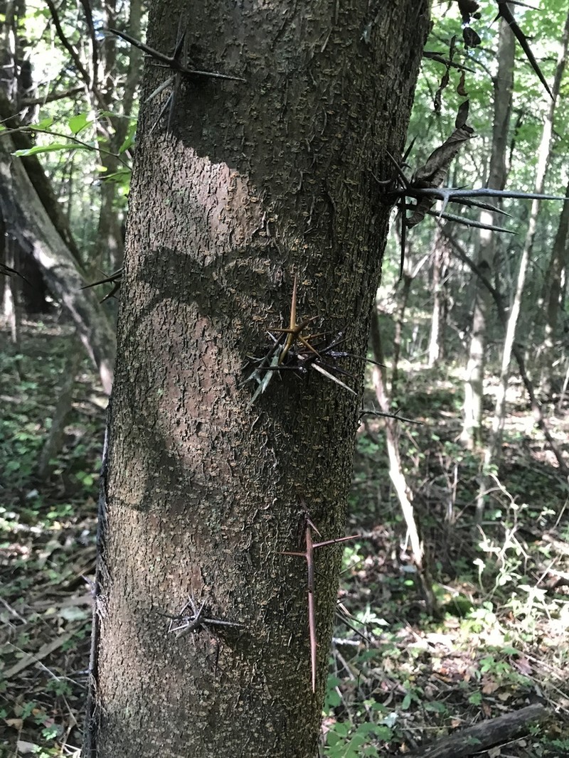 Honeylocust photo 2