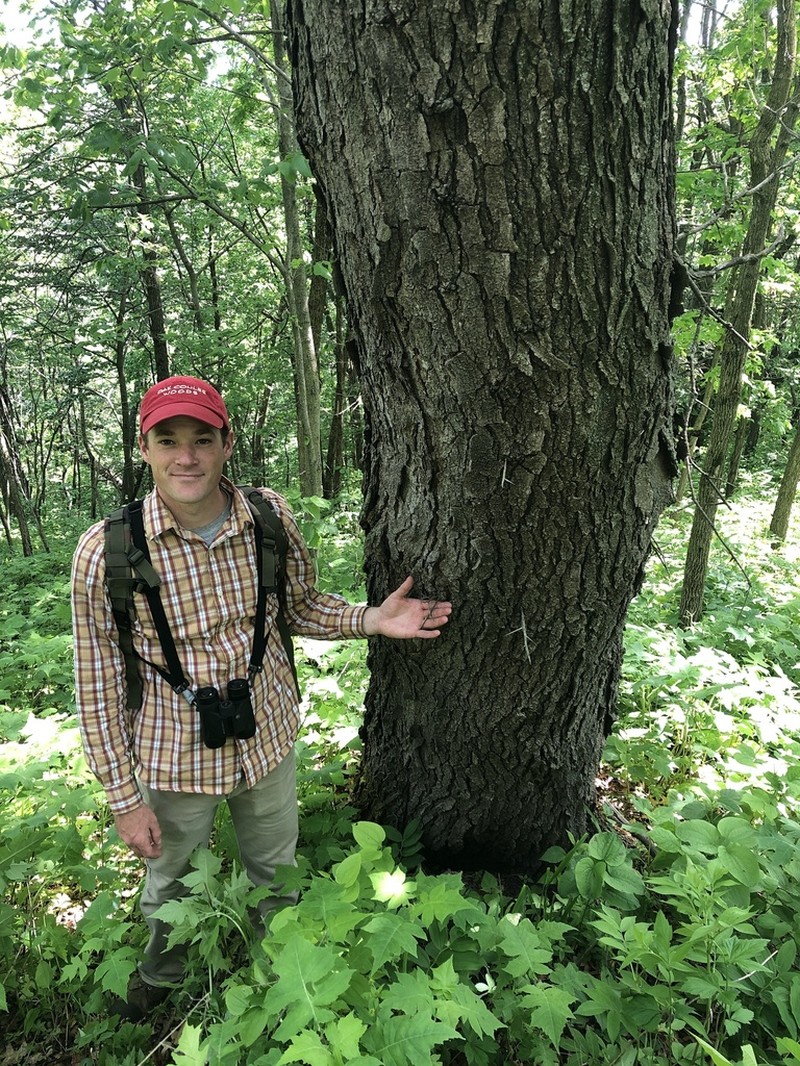 Honeylocust photo 3
