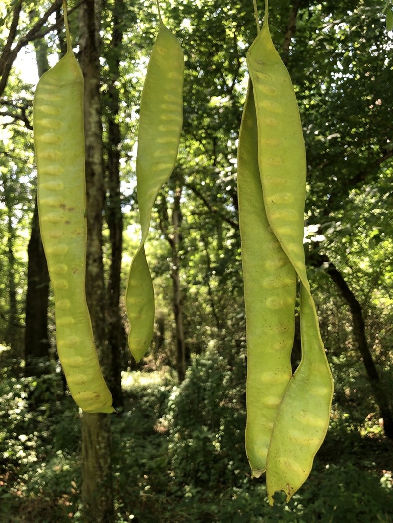 Honeylocust photo 4