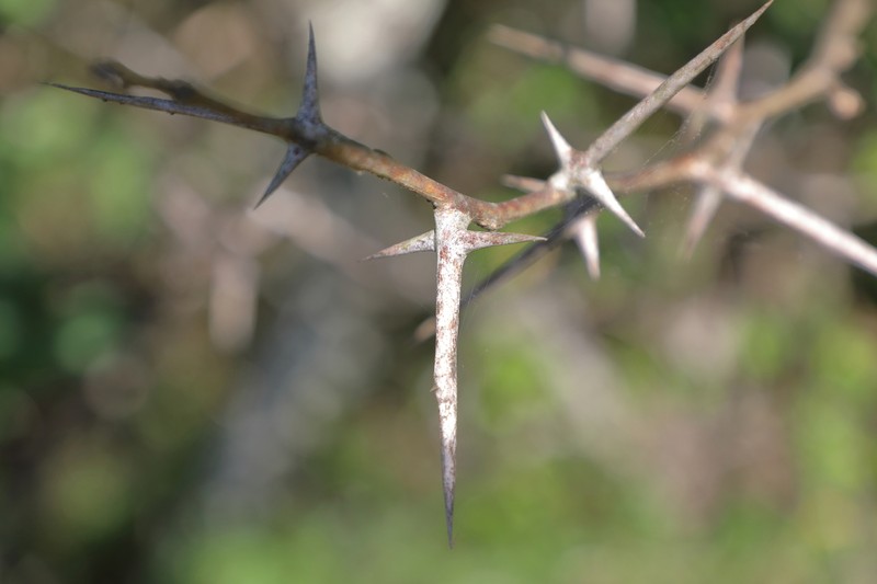 Honeylocust photo 5