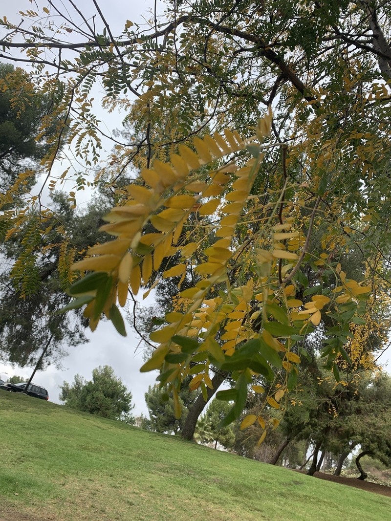 Honeylocust photo 6