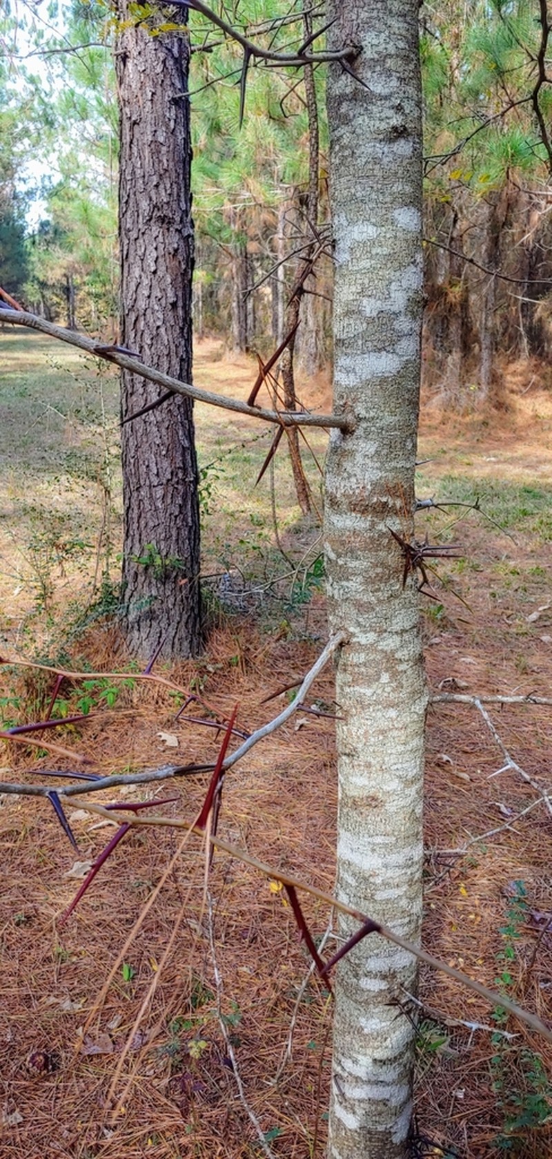 Honeylocust photo 7
