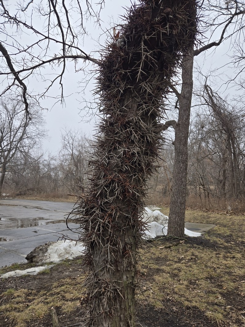 Honeylocust photo 8