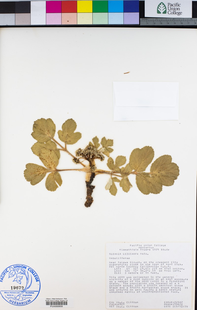 Glehnia leiocarpa photo 2