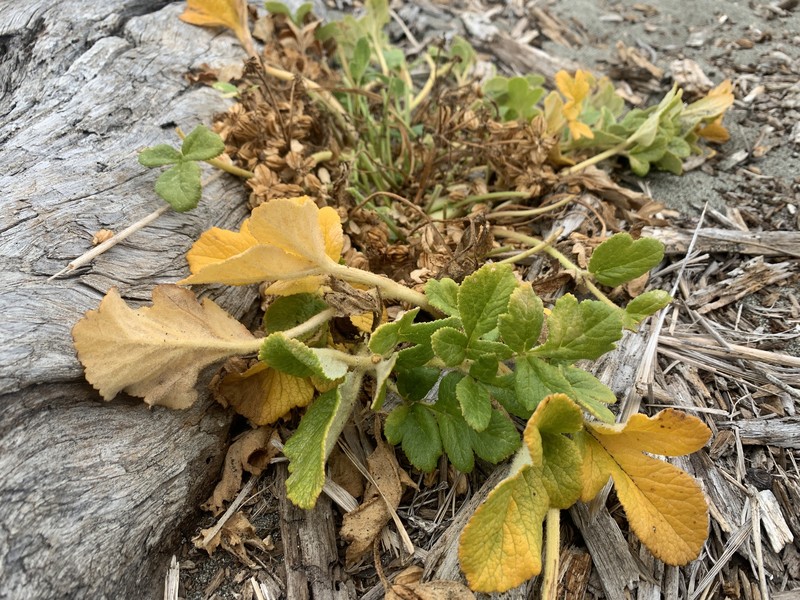 Glehnia leiocarpa