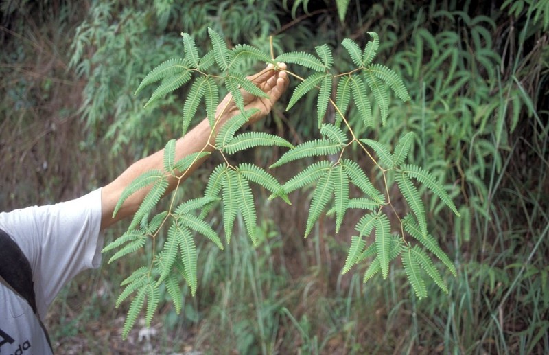 Comb Forkedfern photo 2