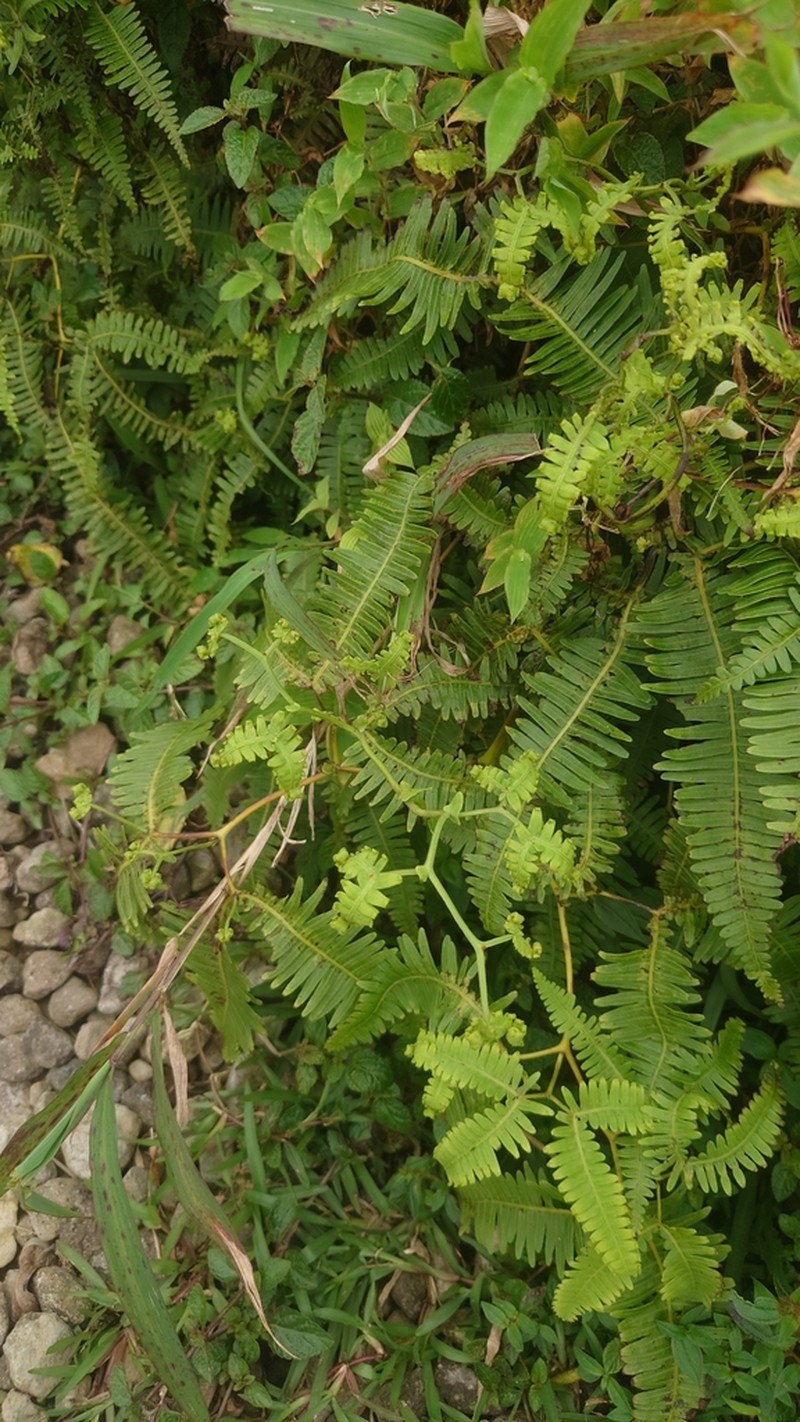 Comb Forkedfern photo 3