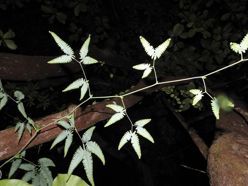 Comb Forkedfern photo 4