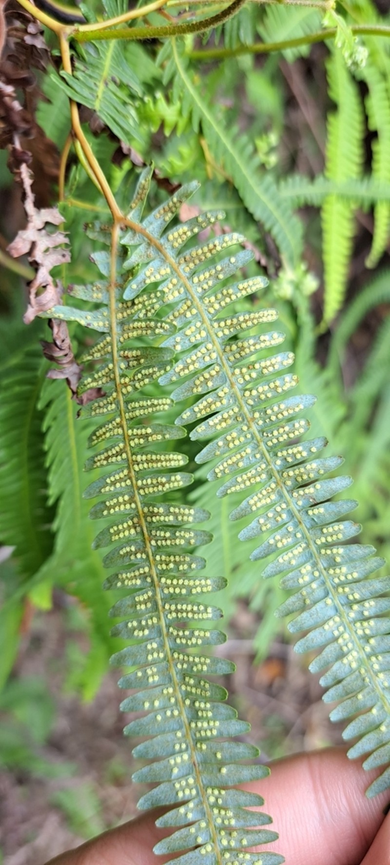 Comb Forkedfern photo 5