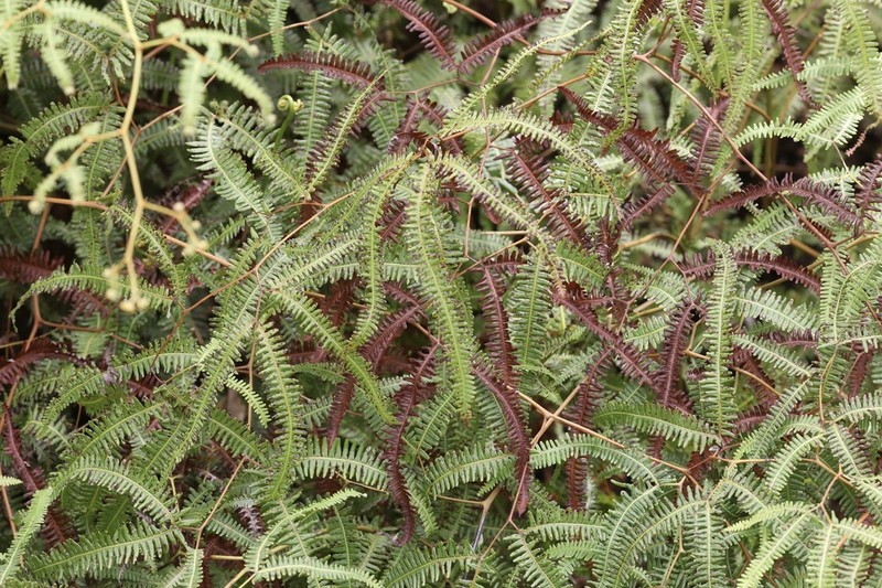 Comb Forkedfern photo 6