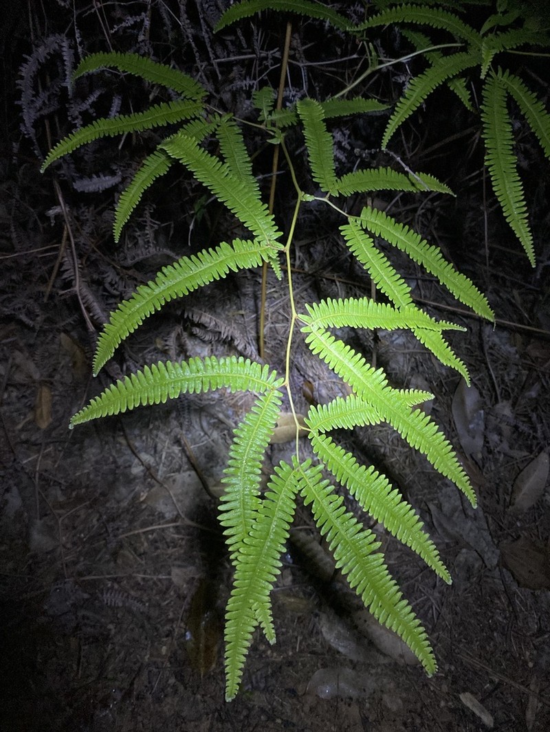 Comb Forkedfern photo 7