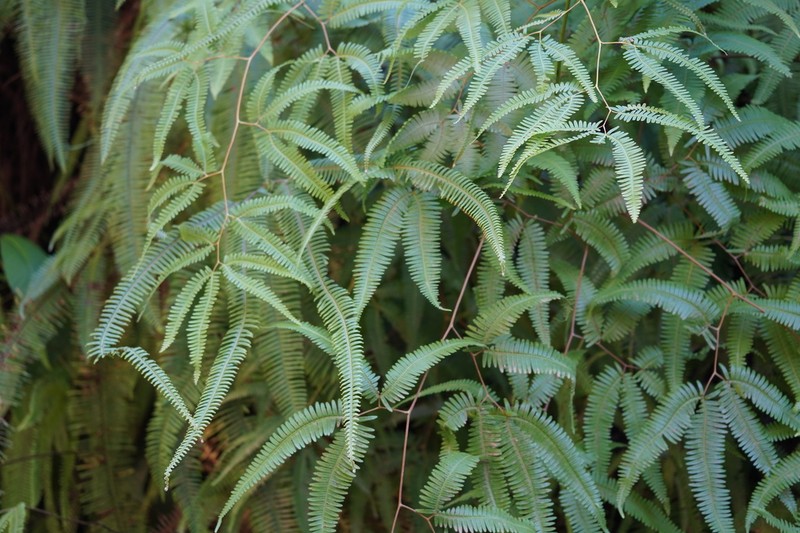 Comb Forkedfern photo 8