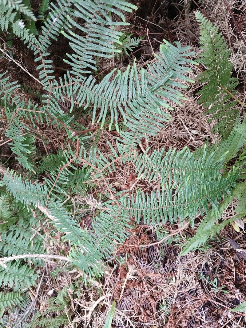 Gleichenia × punctulata