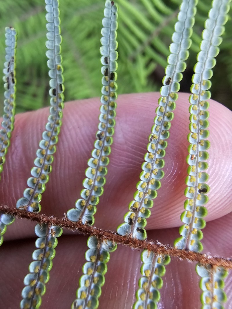 Gleichenia × punctulata photo 3