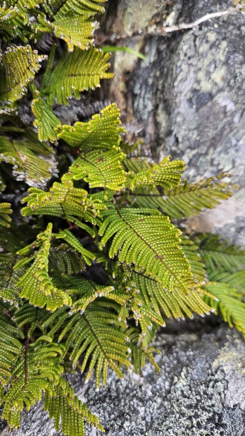 Gleichenia abscida photo 2