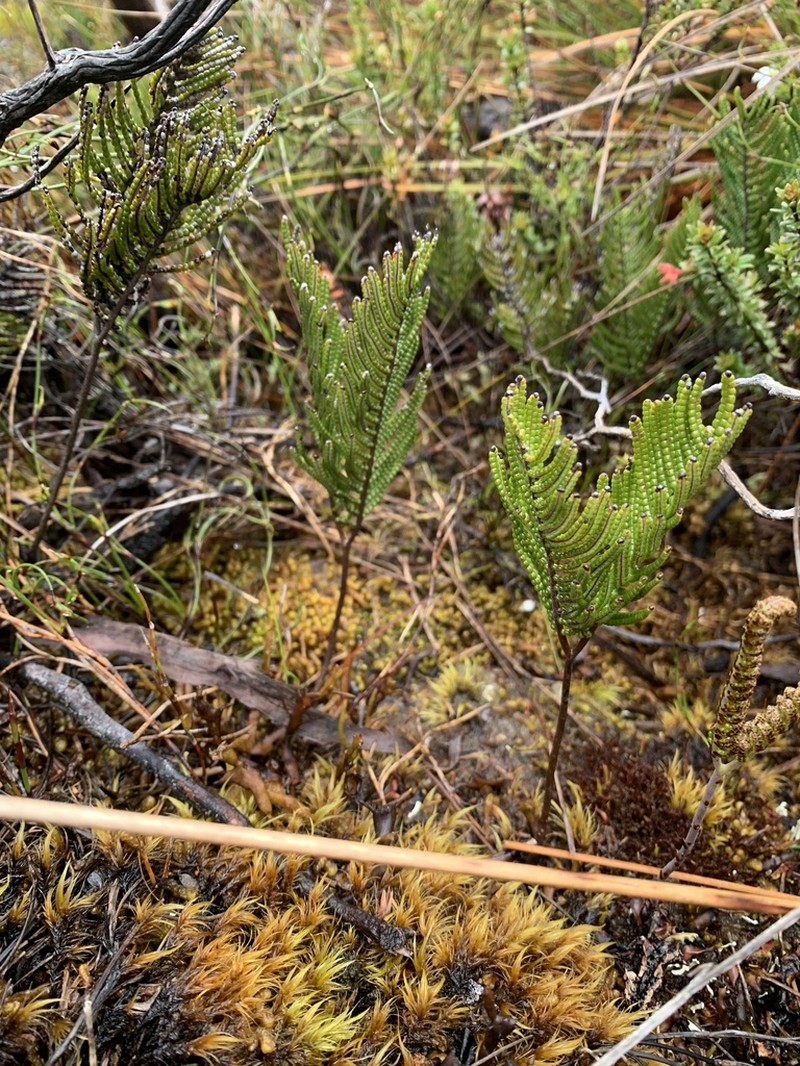 Gleichenia abscida photo 3