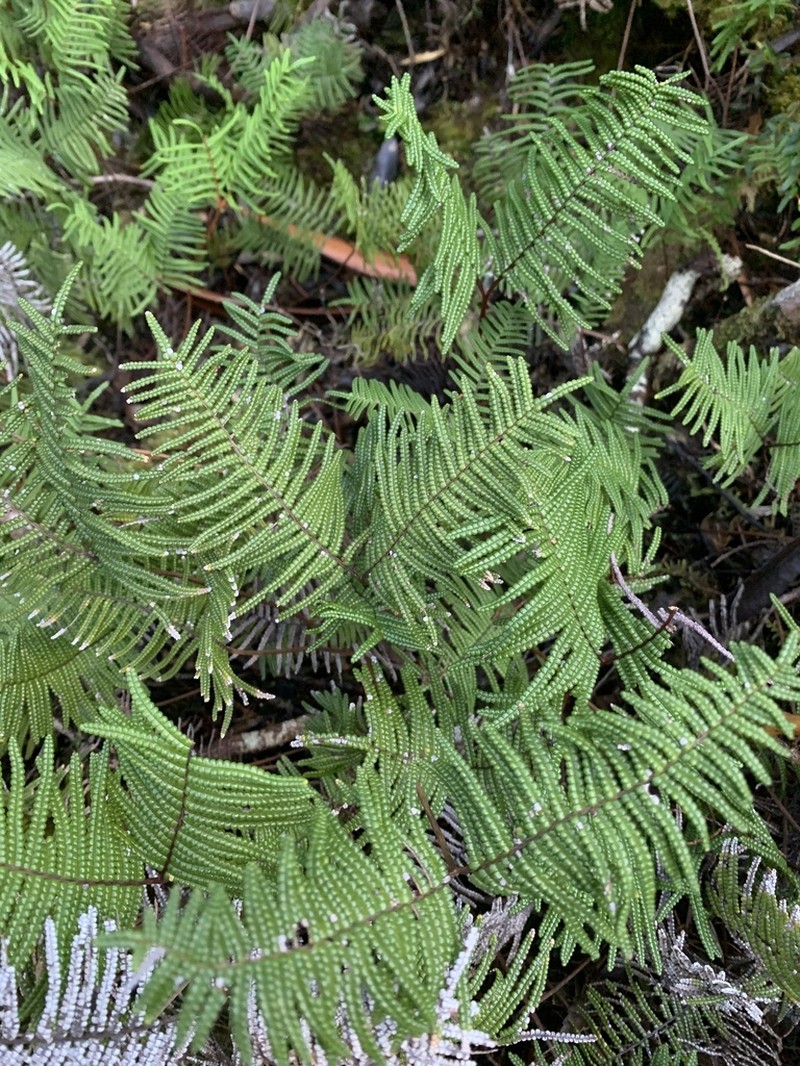 Gleichenia abscida photo 4