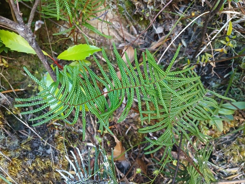 Gleichenia abscida photo 5