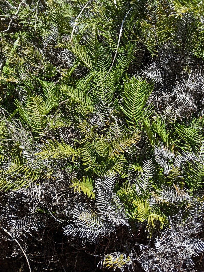 Gleichenia abscida photo 6