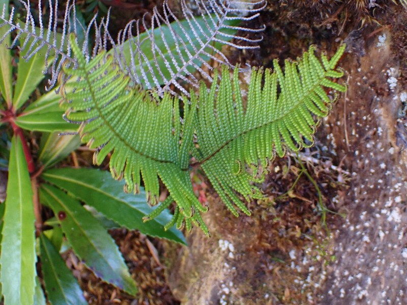 Gleichenia abscida photo 7