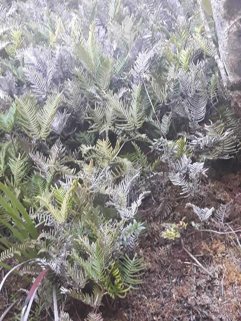 Gleichenia abscida photo 8