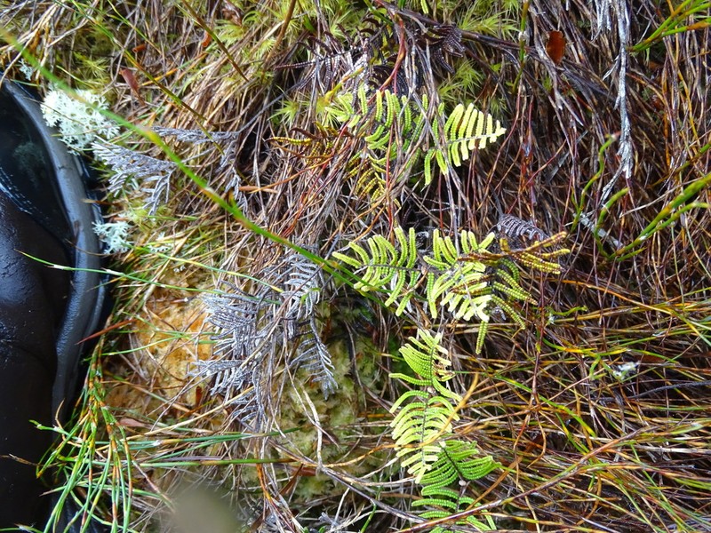 Alpine Bluebells photo 8