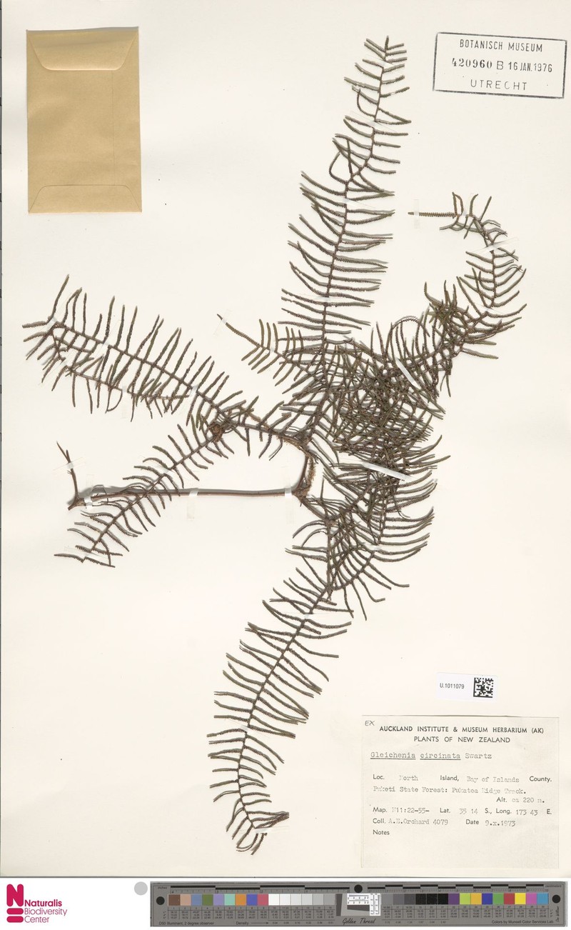 Gleichenia circinnata