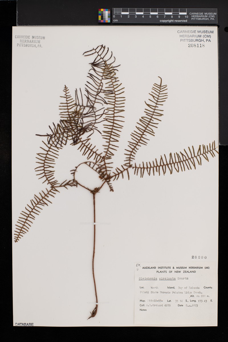 Gleichenia circinnata photo 2