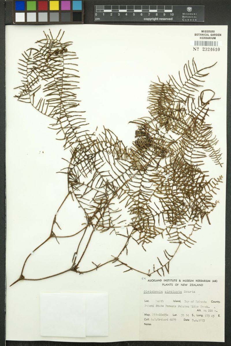 Gleichenia circinnata photo 3
