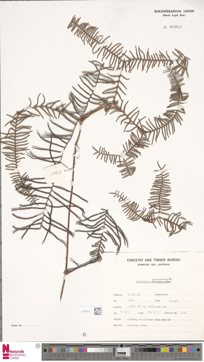 Gleichenia circinnata photo 4