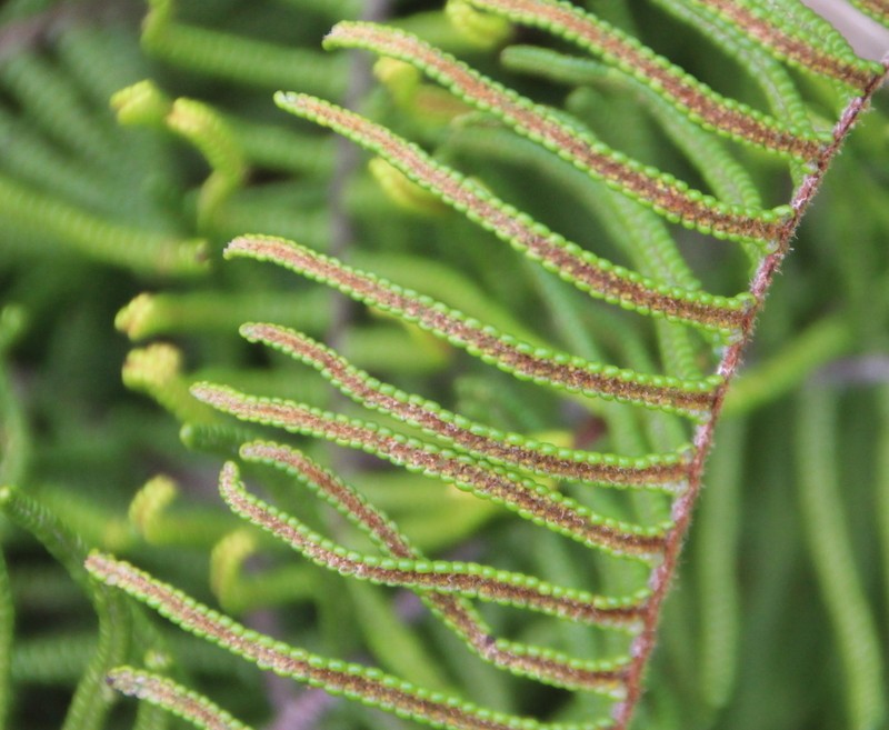 Gleichenia dicarpa