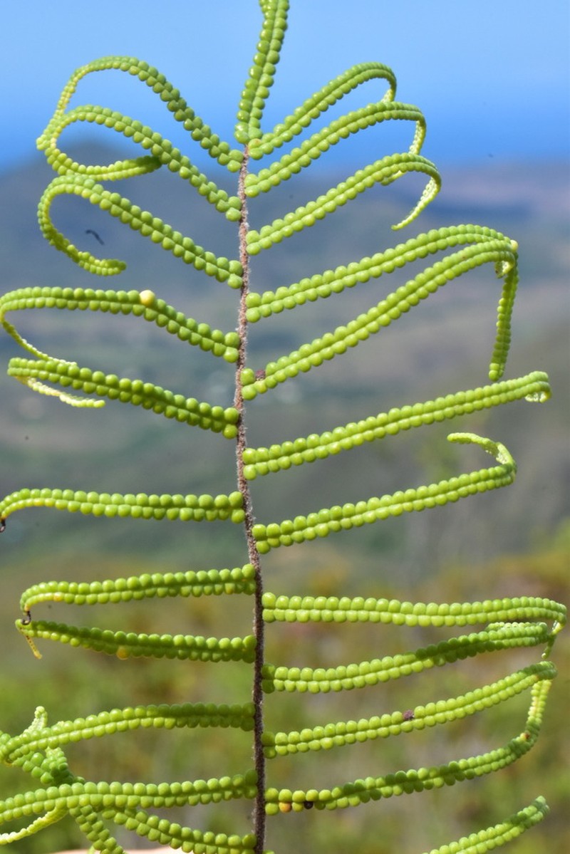 Gleichenia dicarpa photo 2