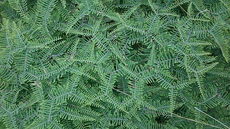 Gleichenia dicarpa photo 3
