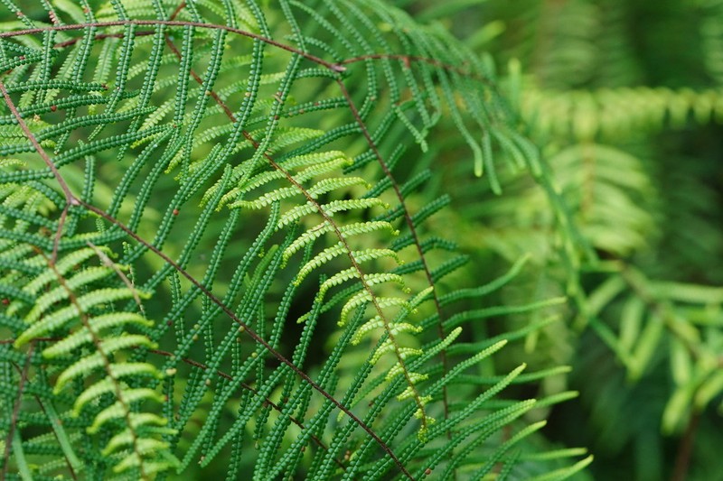 Gleichenia dicarpa photo 4