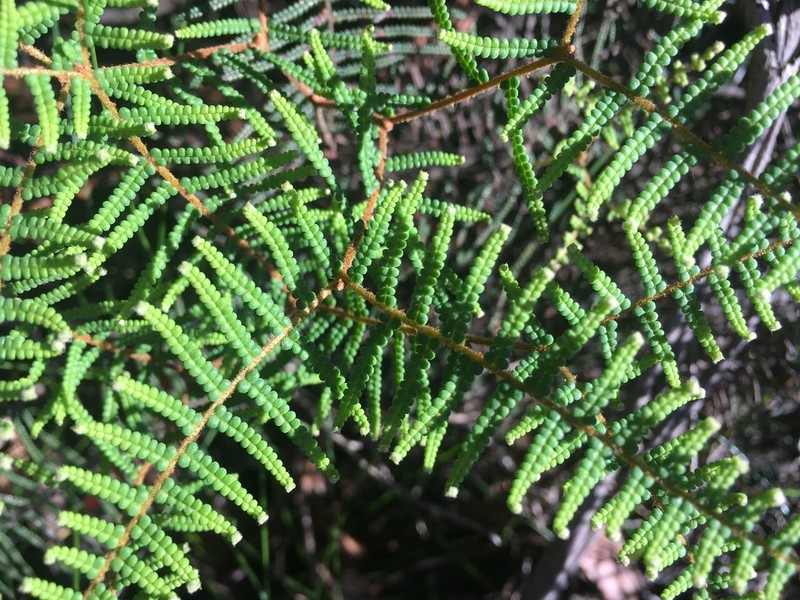 Gleichenia dicarpa photo 5