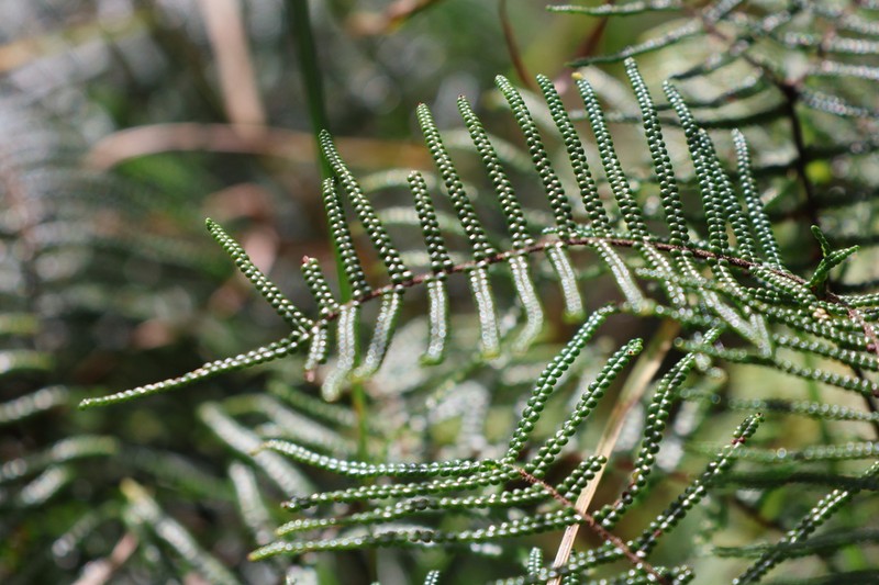 Gleichenia dicarpa photo 7