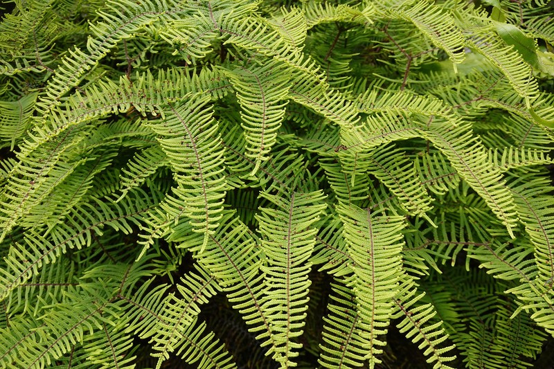 Gleichenia dicarpa photo 8