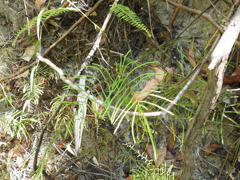 Gleichenia mendellii
