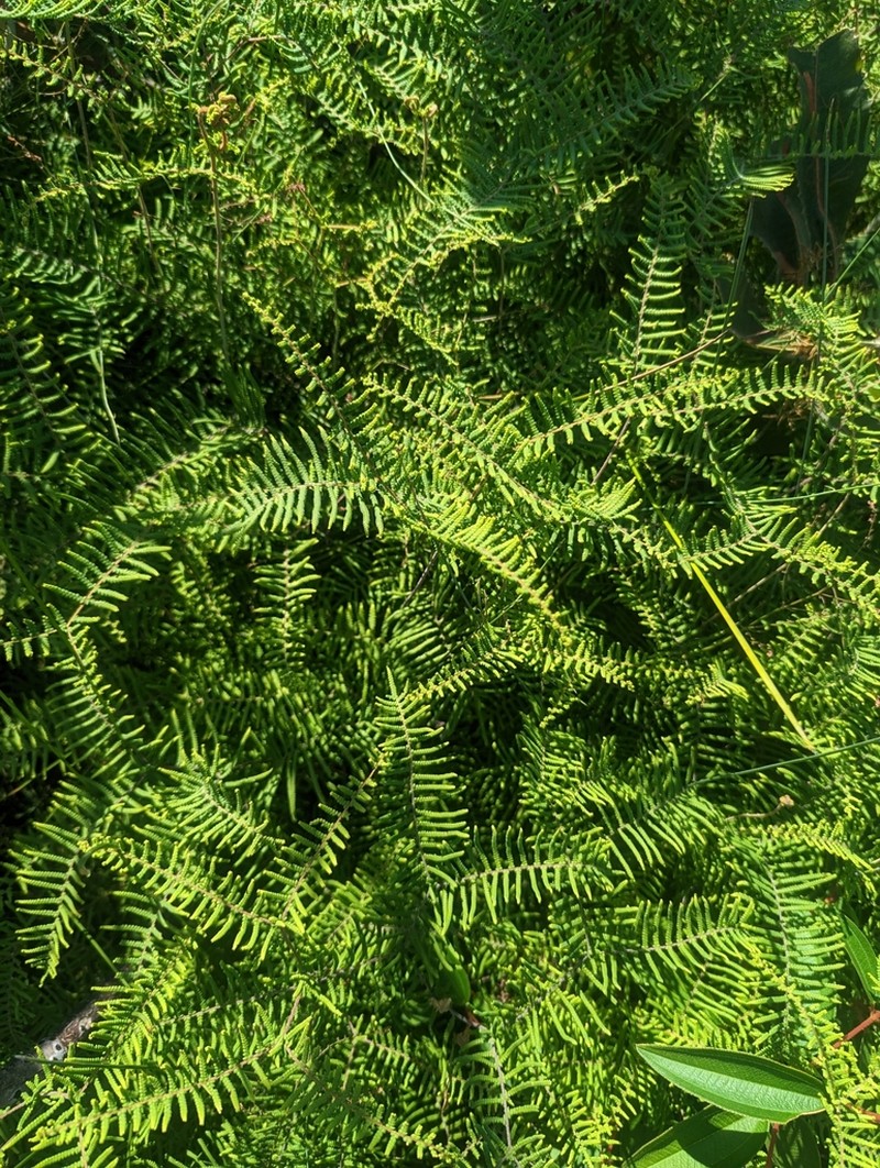 Gleichenia mendellii photo 2