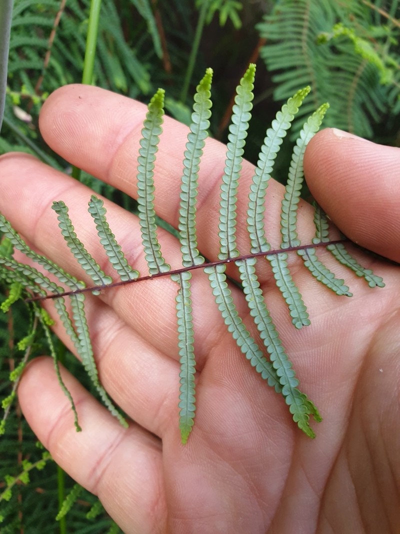 Gleichenia mendellii photo 3