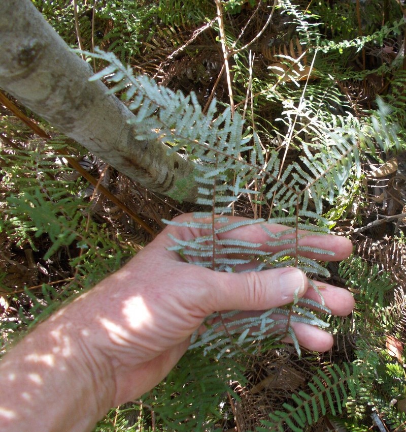 Gleichenia mendellii photo 4