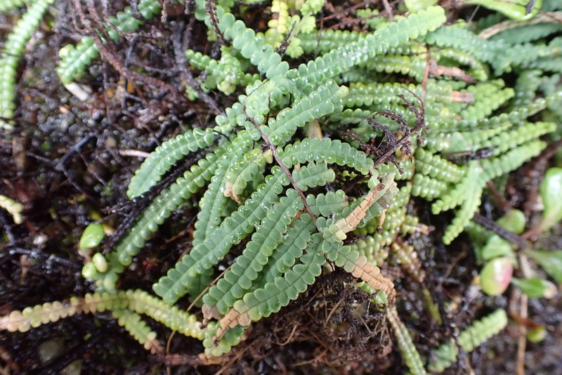 Gleichenia mendellii photo 5